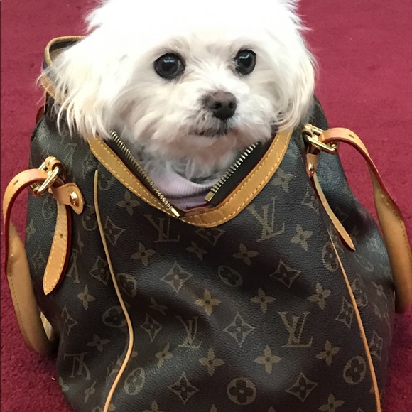 Maltese - Picture 5 of 16